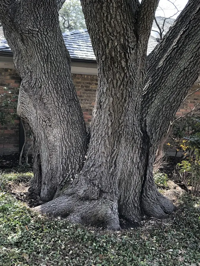 Mature heritage tree close to a Bethany property cared for by certified arborists